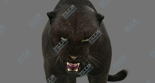 images/goods_img/20210312/3D Black Panther 3 (FUR) (RIGGED)/2.jpg